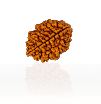 2 Mukhi Rudraksha