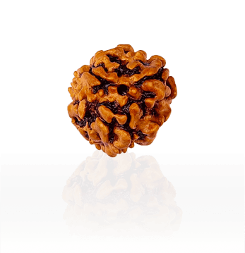 3 Mukhi Rudraksha