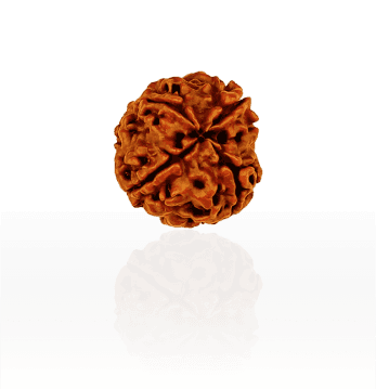 4 Mukhi Rudraksha