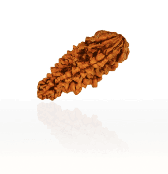 1 Mukhi Rudraksha